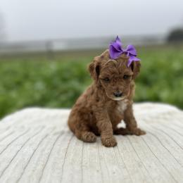 Aby - Red  female Goldendoodle puppy in Mint Hill, North Carolina from DoodleForever