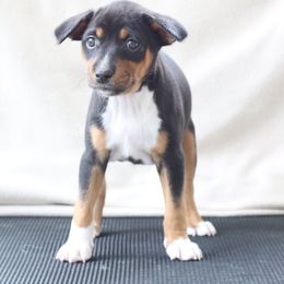Basenji Puppies from Dibu Basenjis