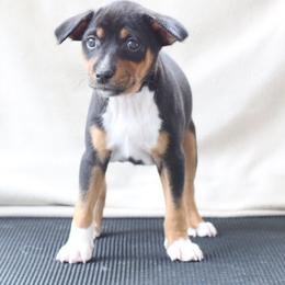 Basenji Puppies from Dibu Basenjis