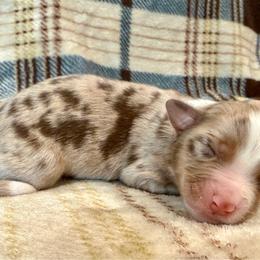 Dakota - Red merle female Miniature Australian Shepherd puppy in Sandy Hook, Kentucky from RidgeTop Aussies