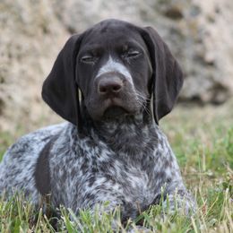German Shorthaired Pointer Puppies from Magic City Gun Dogs