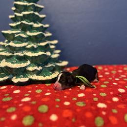 Green - Tri-color male Bernedoodle puppy in Casper, Wyoming from 307 Doodles