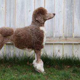 Poodle puppies from Sageland Poodles