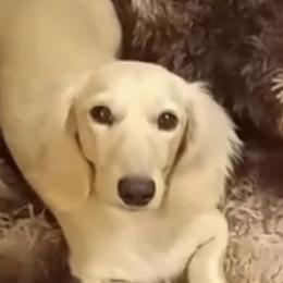 Buddy - Dachshund