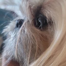 Shih Tzus from Debbie's Darling Shih Tzus