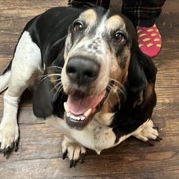Haus - Basset Hound
