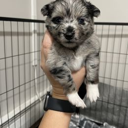 Pomsky Puppies from Michelle's Pomskies