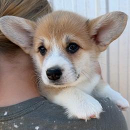 Red Collar Female - Sable female Pembroke Welsh Corgi puppy in Victoria, Texas from Clear Creek Corgis