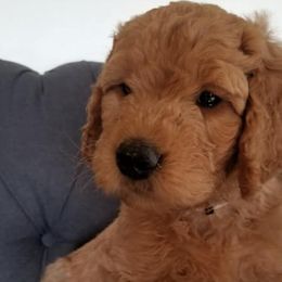 Goldendoodles from Jenny's Goldendoodles