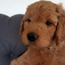 Goldendoodles from Jenny's Goldendoodles