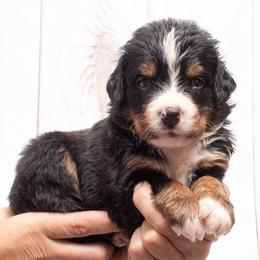 Orange Collar Male - Black rust and white male Bernese Mountain Dog puppy in Collinsville, Texas from Berner Dynasty