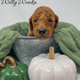 Willy Wonka - Red  male Goldendoodle puppy in State Road, North Carolina from Must Love Doodles