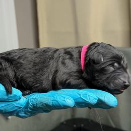 Pink - Black female German Shepherd puppy in Tennessee from Chattanooga Tn German Shepherds