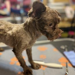 Knoxville - Liver male Yorkshire Terrier puppy in Dallas, Texas from JBzPawz
