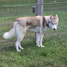 Alpine - Gray Collar - Red and white male Siberian Husky puppy in Tomahawk, Wisconsin from Lunter's Heaven Huskies