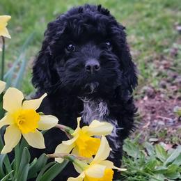 Bear- training started - Black and white male Cockapoo puppy in Connersville, Indiana from Dessie's Doodles