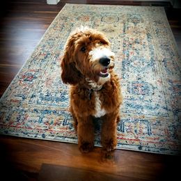 Willow - Irish Doodle