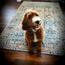 Willow - Irish Doodle