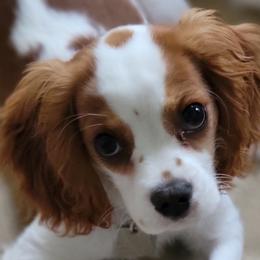 Cavalier King Charles Spaniels from DD’s Adorable Cavaliers