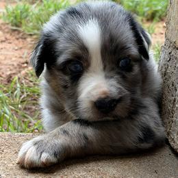 Merle Hagdog - Blue merle male Australian Shepherd puppy in Tuscola, Texas from Cross Arrow K Awesome Aussies