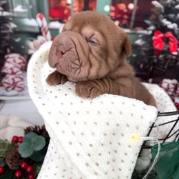 Alfie - Chocolate dilute male Chinese Shar-Pei puppy in Hugo, Oklahoma from Mini Hippo Land