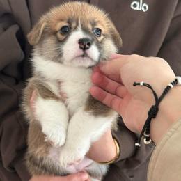 Amber - Fawn female Pembroke Welsh Corgi puppy in Chino Hills, California from Much Love Fam