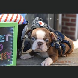Heath - Boston Terrier puppy in New Cumberland, Pennsylvania from BB and C Bostons
