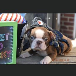 Heath - Boston Terrier puppy in New Cumberland, Pennsylvania from BB and C Bostons