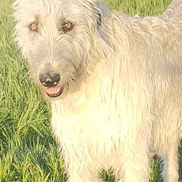 Fae - Irish Wolfhound