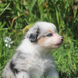 LeLe - Blue merle female Miniature American Shepherd puppy in Tiskilwa, Illinois from First Harmony Farms