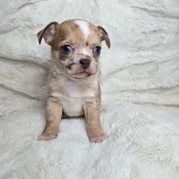 Ginger - Merle female Chihuahua puppy in El Paso, Texas from JVJ Chihuahua