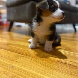 Pembroke Welsh Corgi Puppies from The Hope Ranch
