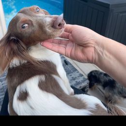 Percy - Dachshund