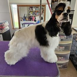 Cocker Spaniel Puppies from Riegelz Cockers