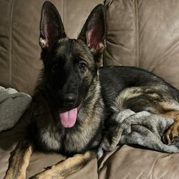 Max - German Shepherd
