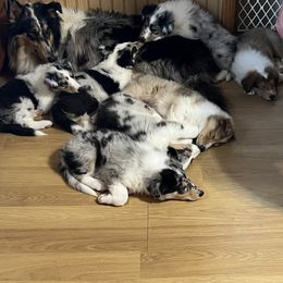 Collie Puppies from Stacey's Collies