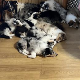 Collie Puppies from Stacey's Collies