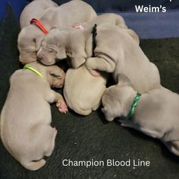 Weimaraner puppies from Kaleidoscope Weims
