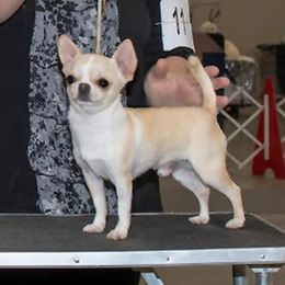 Cash - Chihuahua