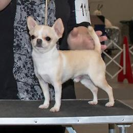 Cash - Chihuahua