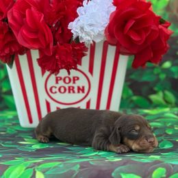 Monica - Chocolate and tan female Dachshund puppy in Colbert, Oklahoma from Brooke Crenshaw
