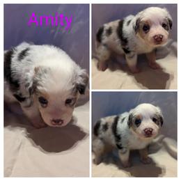 Girl 4 - Blue merle Australian Shepherd puppy in Sanger, California from A&M Australian Shepherds