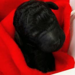 Poodle Puppies from Asha Poodles