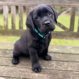 Girl 1 - Black female Labrador Retriever puppy in California from Labradors of the Valley