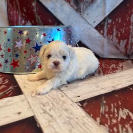 Sam - White male Shih Tzu puppy in Success, Missouri from Sweet Success