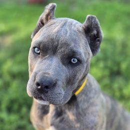 Yellow - Gray brindle female Cane Corso puppy in Chestertown, Maryland from Willow Creek Cane Corsos