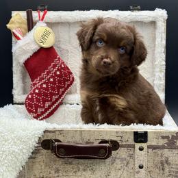Lacey - Red tri female Miniature Australian Shepherd puppy in Covington, Pennsylvania from Rigas Mini Aussies LLC