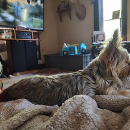 Bear - Blue and gold male Yorkshire Terrier puppy in Lamar, Missouri from Carney Kennels