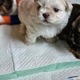 Comet - Liver male Shih Tzu puppy in Kings Mountain, North Carolina from NC Shih Tzus by Tammy