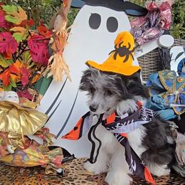 Jasper Long Star Angel - Black and white male Chinese Crested puppy in Amarillo, Texas from Victoria's Chinese Cresteds Long Star Angels